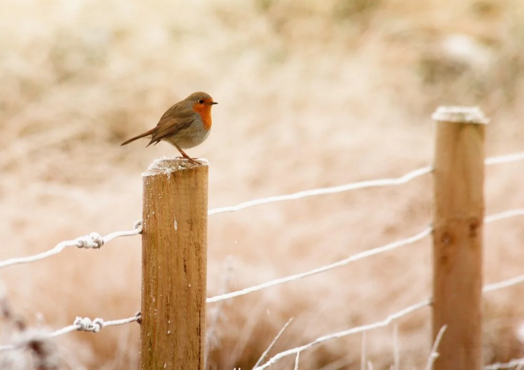 winter robin bird 843578